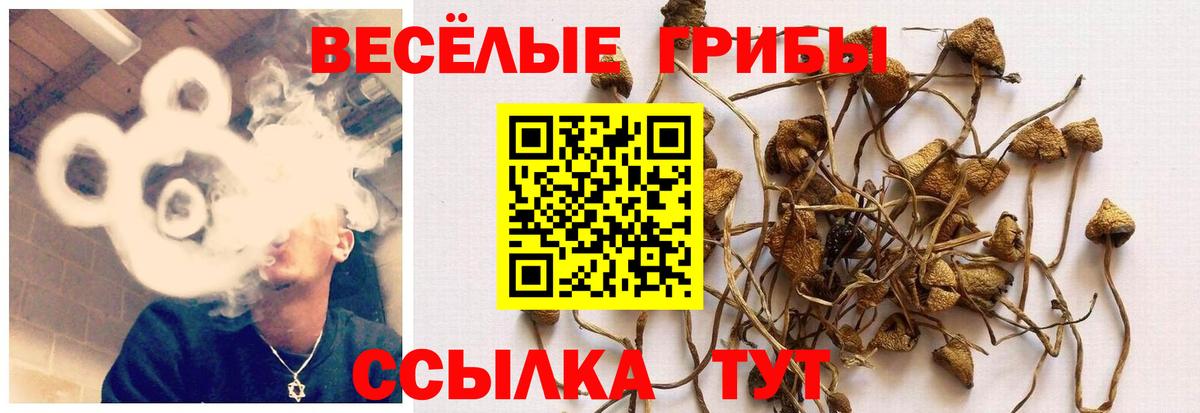 Муравленко  наркошоп  Псилоцибиновые грибы Psilocybine cubensis  Вход с VPN  Галлюциногенные грибы Psilocybe 